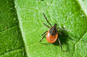 A close up image of a black legged deer tick crawling on a green leaf